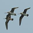 shorebird 進化心理学中心の書評など